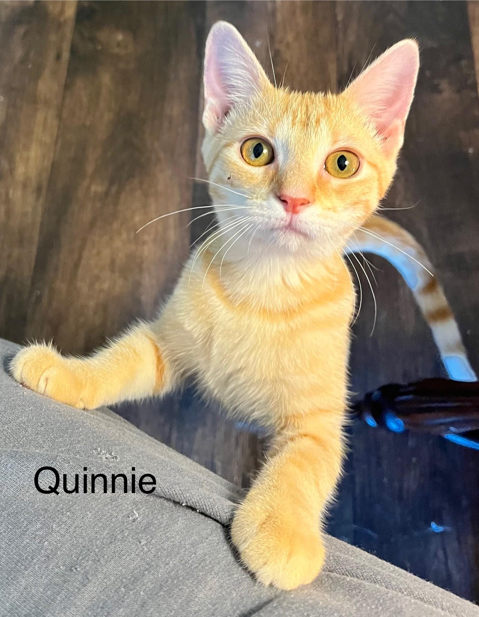 Quinnie (Peg-fostered in TN)