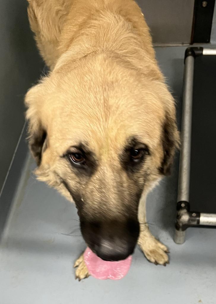 Bo, Adoptable, Young Male Mastiff & Mixed Breed.