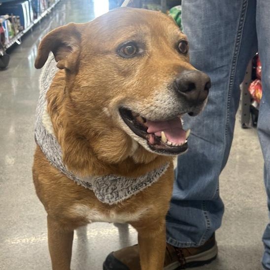 Enlarge Boss, a ADOPTABLE Mixed Breed in Toledo, OH image 2/3