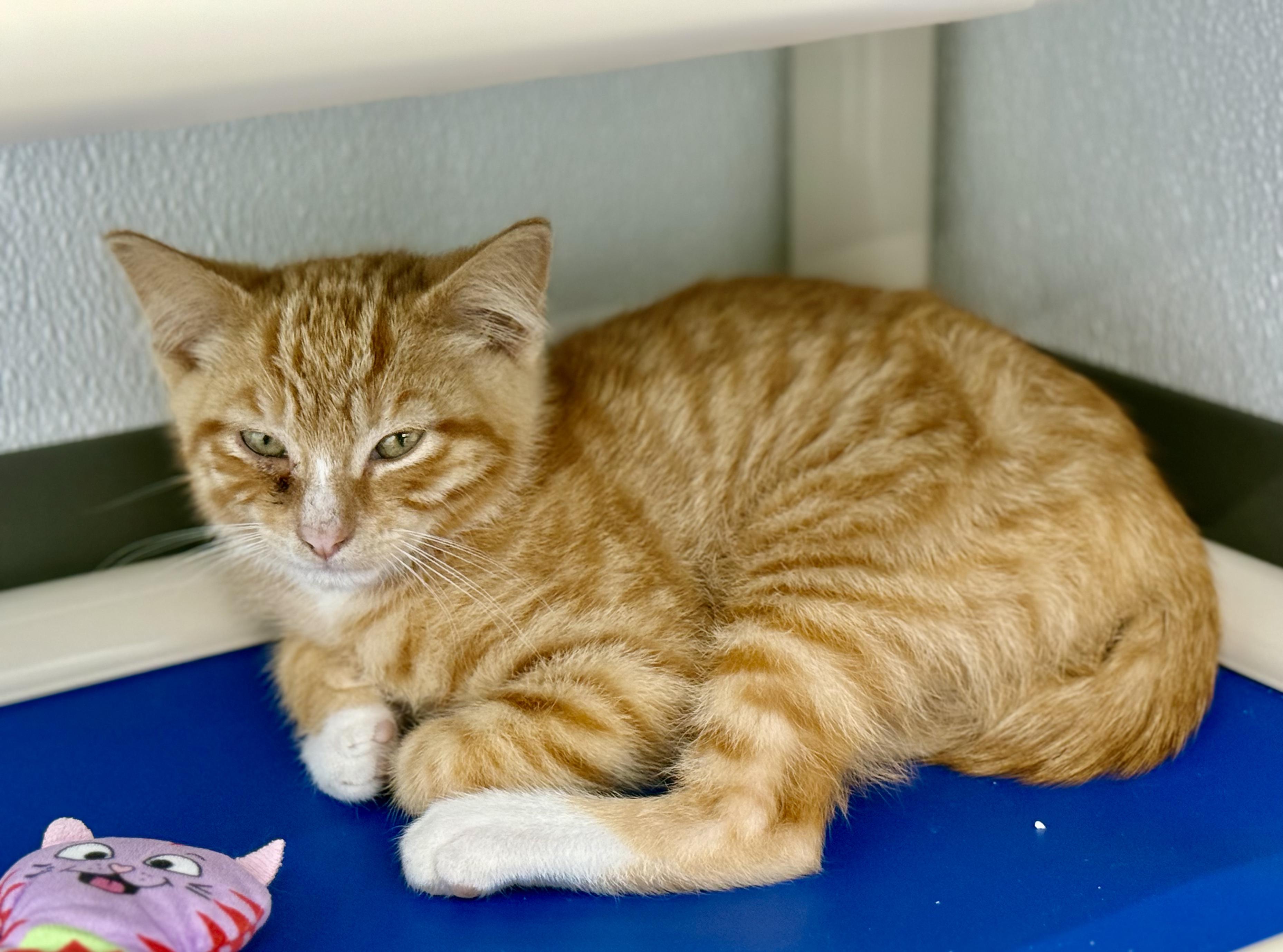 Enlarge Abe - In Foster, a ADOPTABLE Domestic Short Hair in Kalamazoo, MI image 2/3