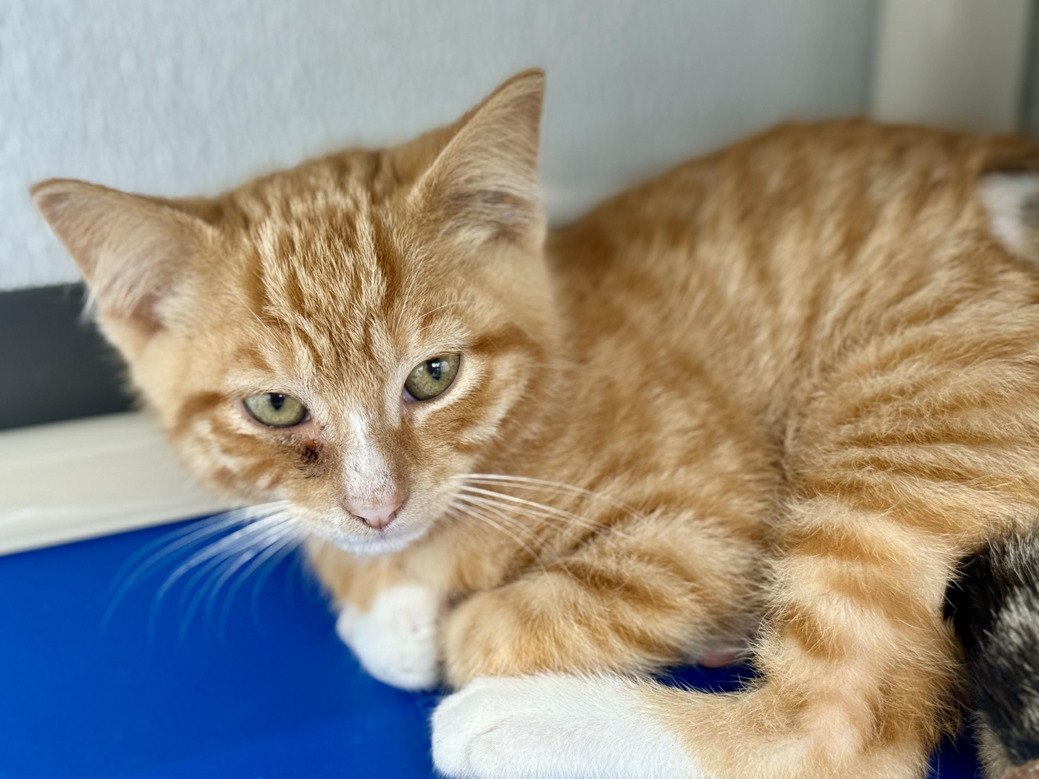 Enlarge Abe - In Foster, a ADOPTABLE Domestic Short Hair in Kalamazoo, MI image 3/3