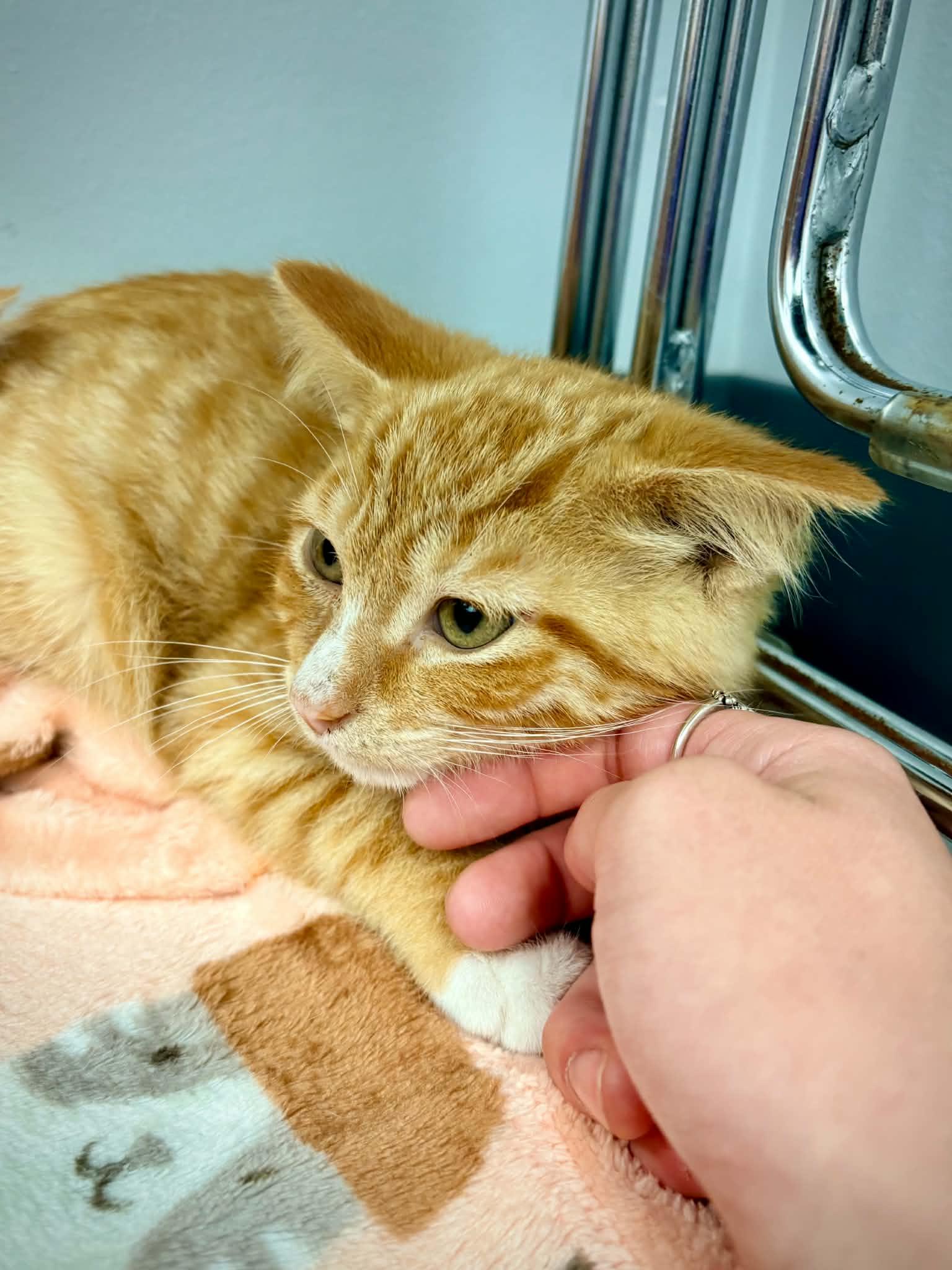 Enlarge Abe - In Foster, a ADOPTABLE Domestic Short Hair in Kalamazoo, MI image 1/3