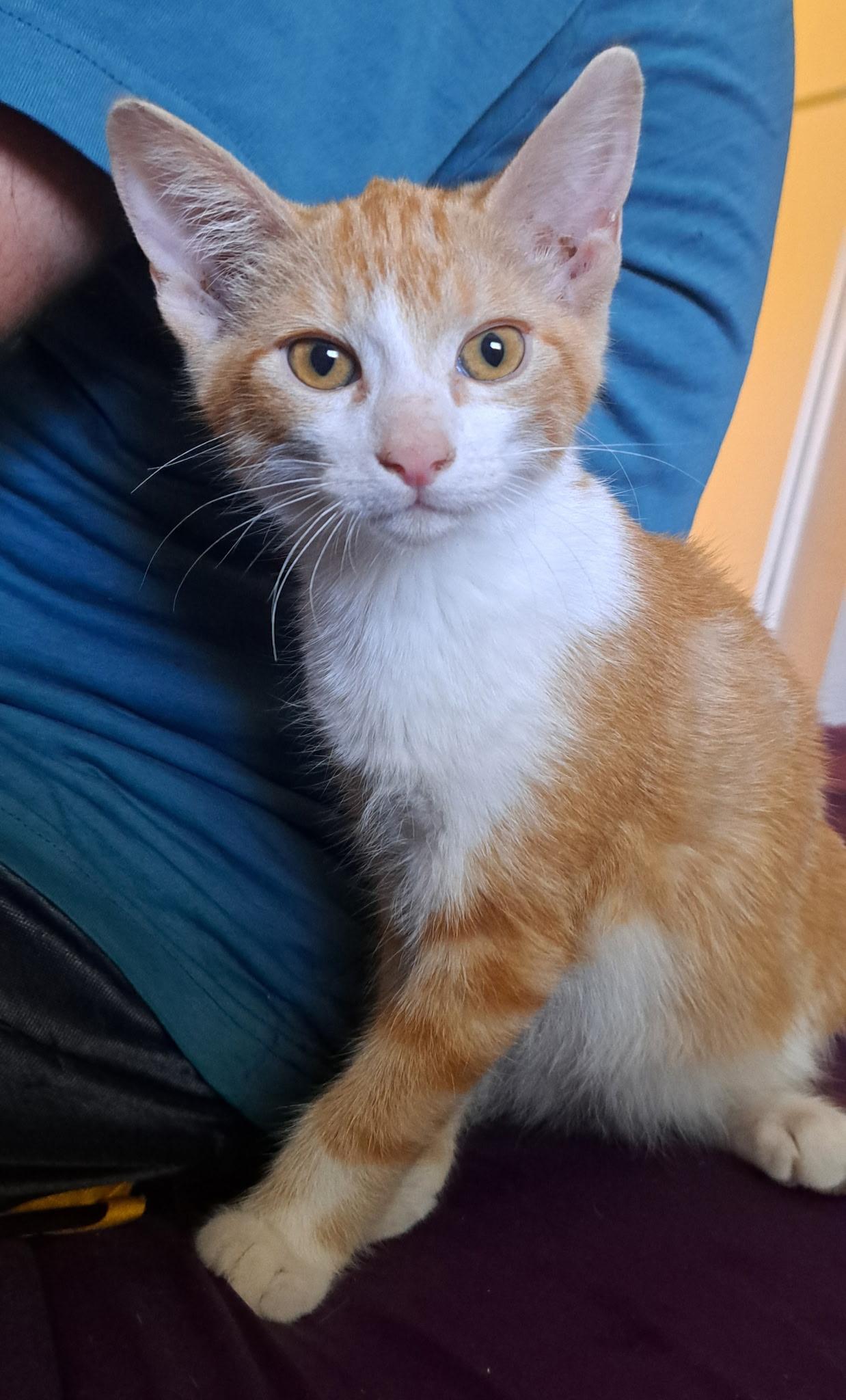Colby, Adoptable, Kitten Male Domestic Short Hair.