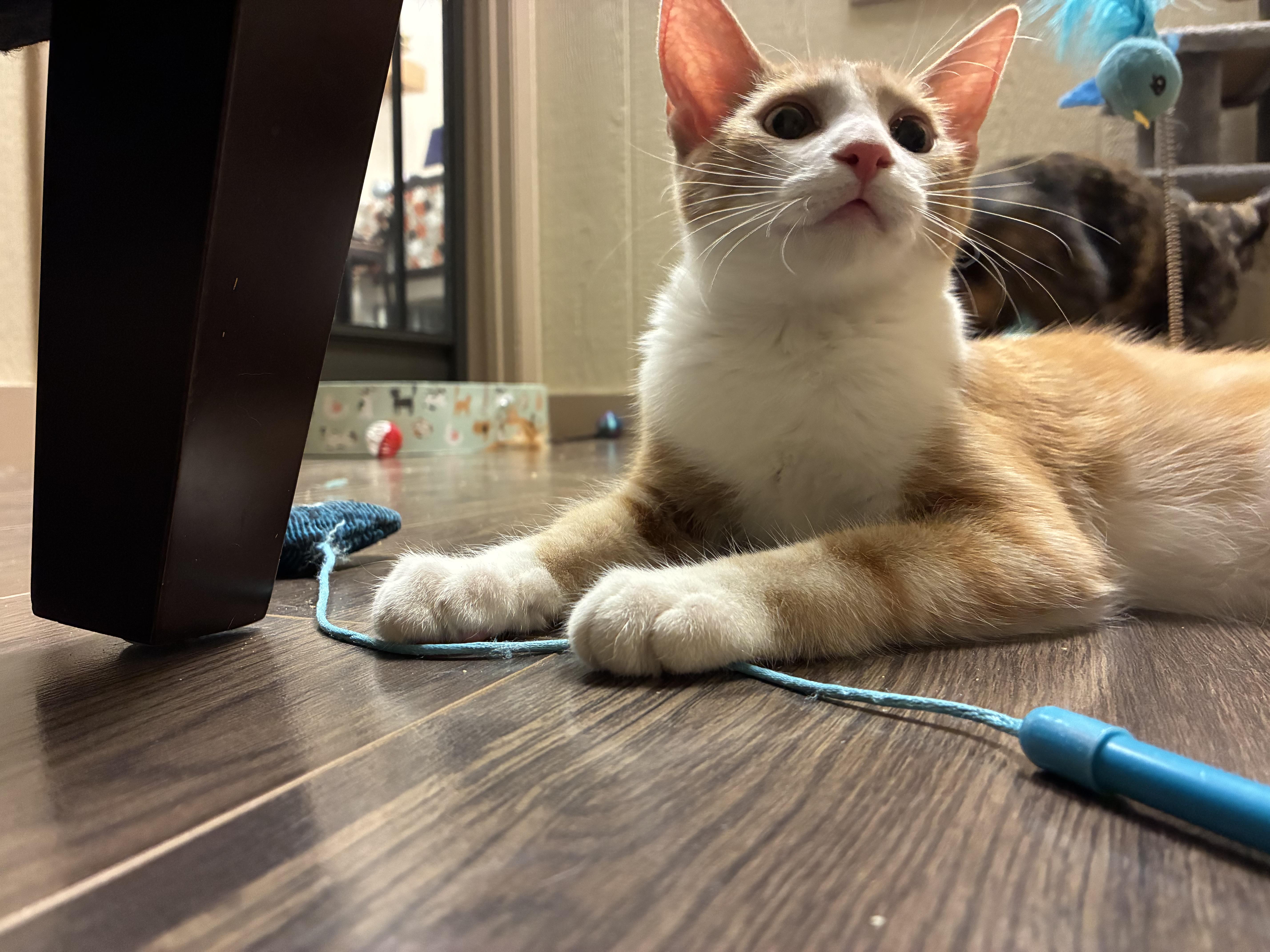 Enlarge Colby, a Adoptable Domestic Short Hair in queen creek, AZ image 4/4