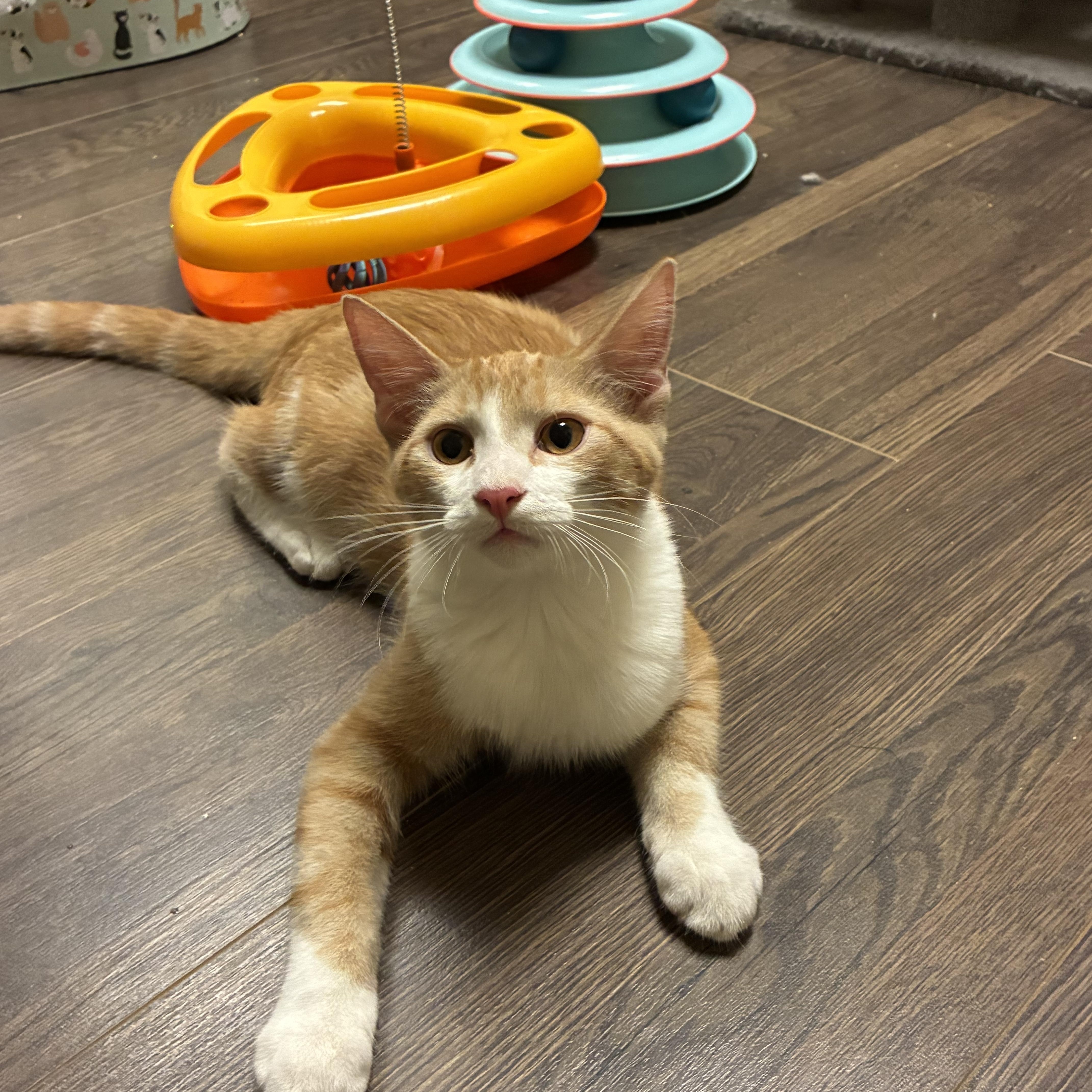 Enlarge Colby, a Adoptable Domestic Short Hair in queen creek, AZ image 3/4