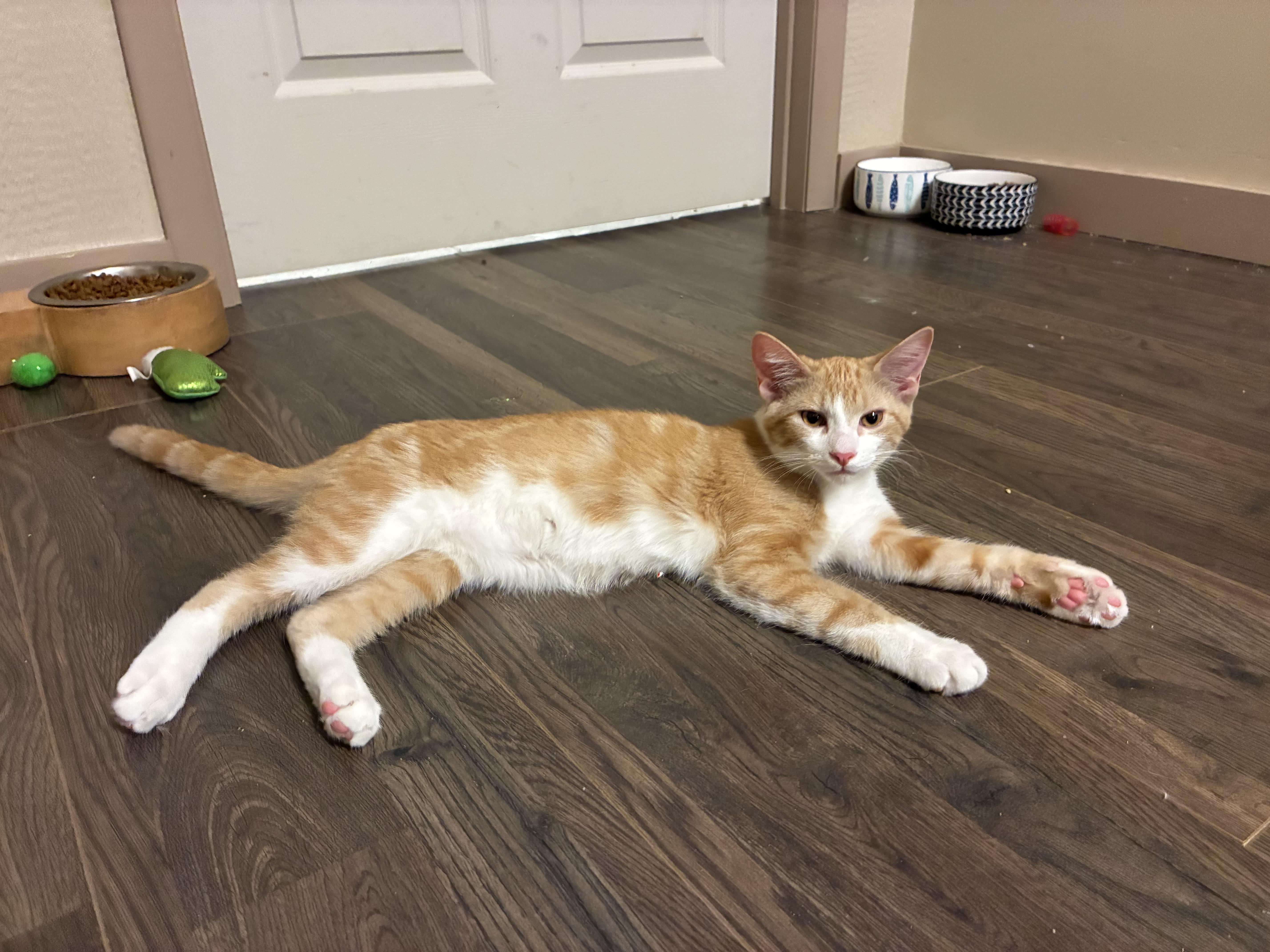 Enlarge Colby, a Adoptable Domestic Short Hair in queen creek, AZ image 1/4