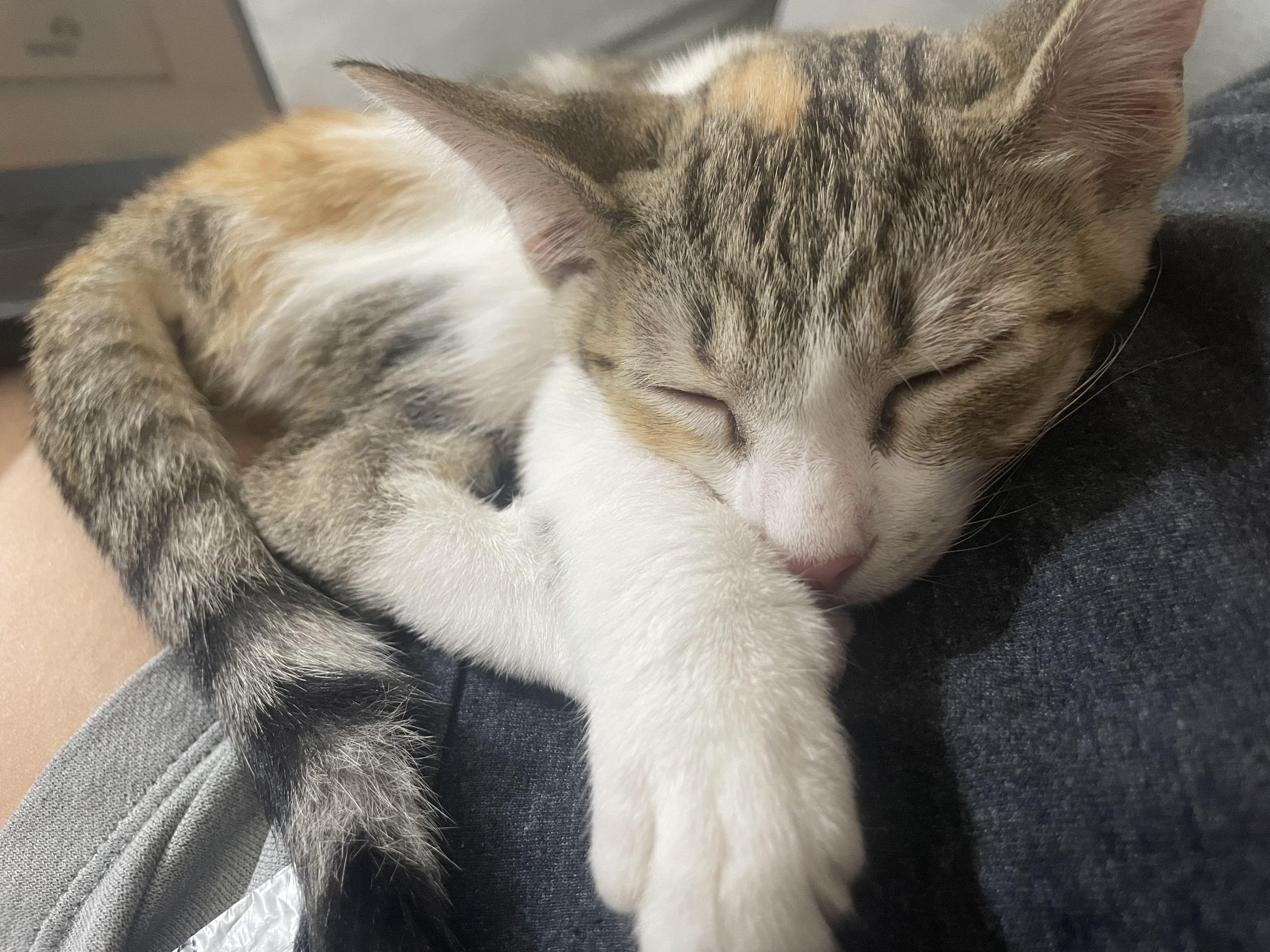 Jackie Treehorn, Adoptable, Kitten Female Domestic Short Hair.
