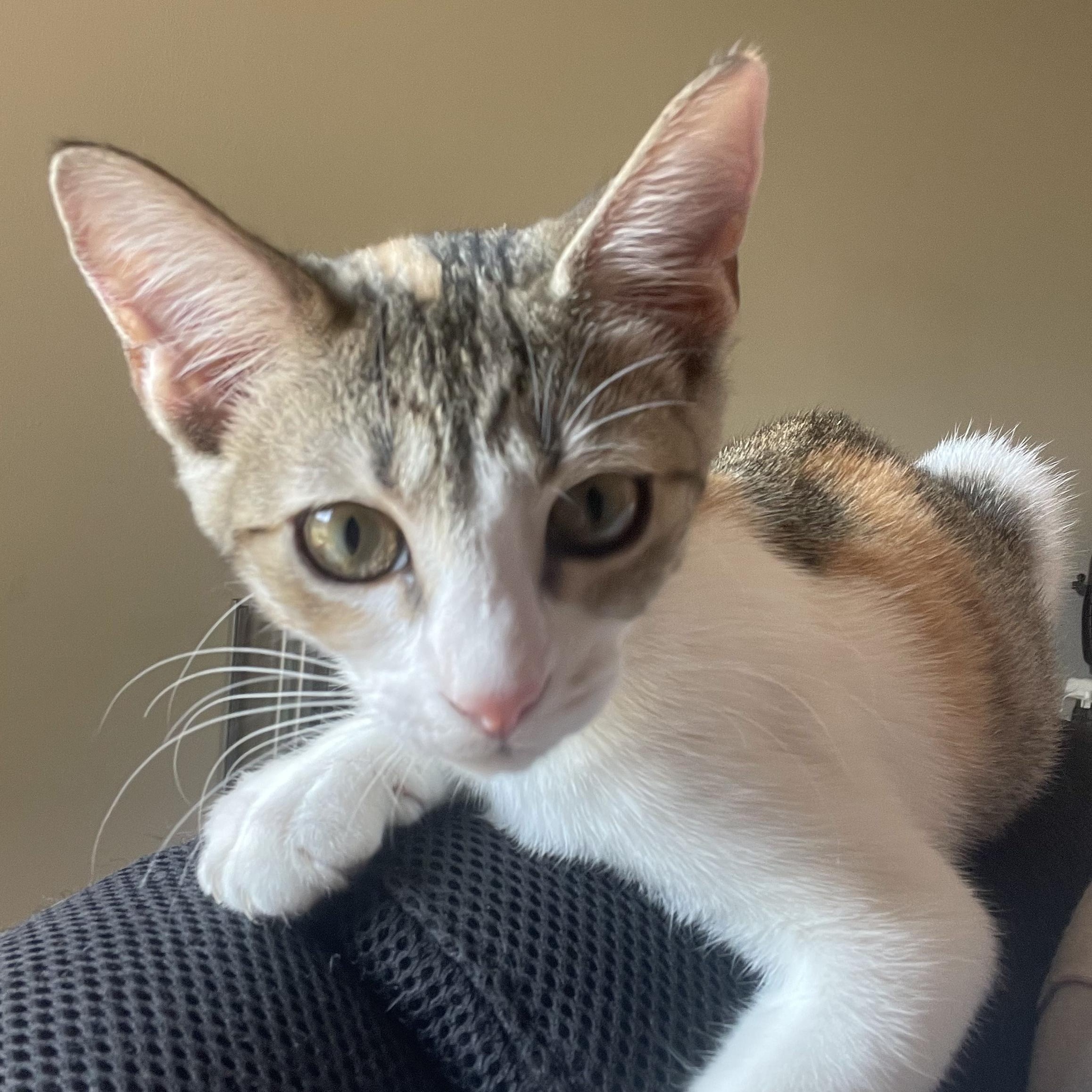 Enlarge Jackie Treehorn, a Adoptable Domestic Short Hair in Bryan, TX image 5/6