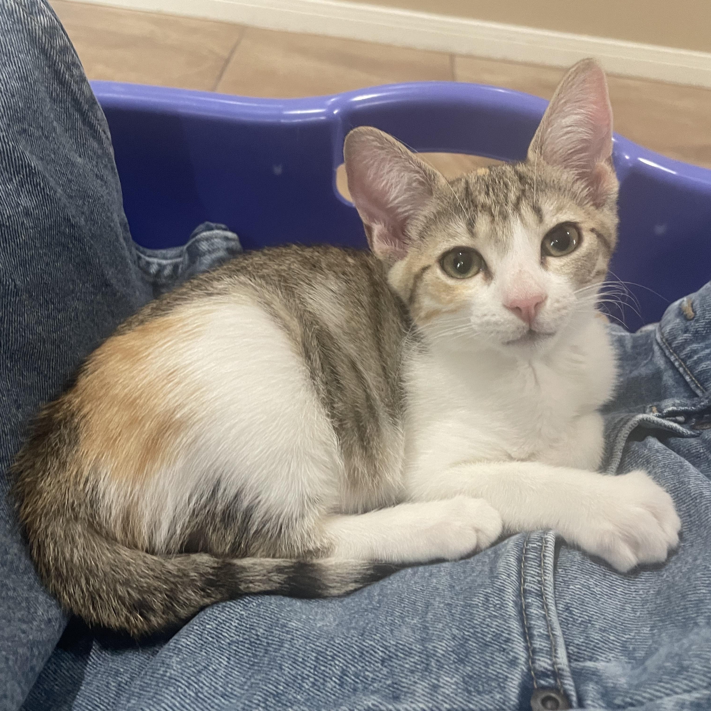Enlarge Jackie Treehorn, a Adoptable Domestic Short Hair in Bryan, TX image 4/6