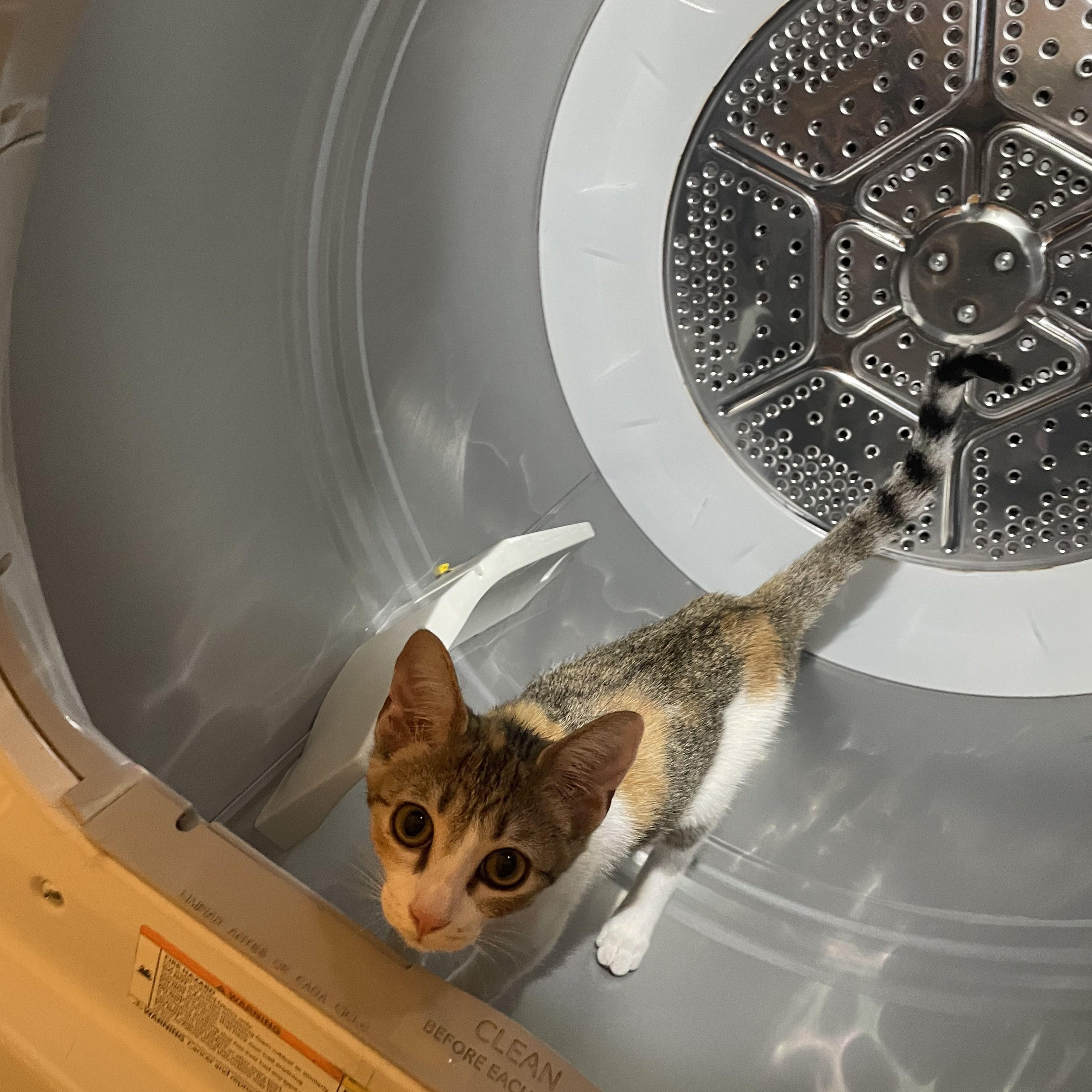 Enlarge Jackie Treehorn, a Adoptable Domestic Short Hair in Bryan, TX image 2/6
