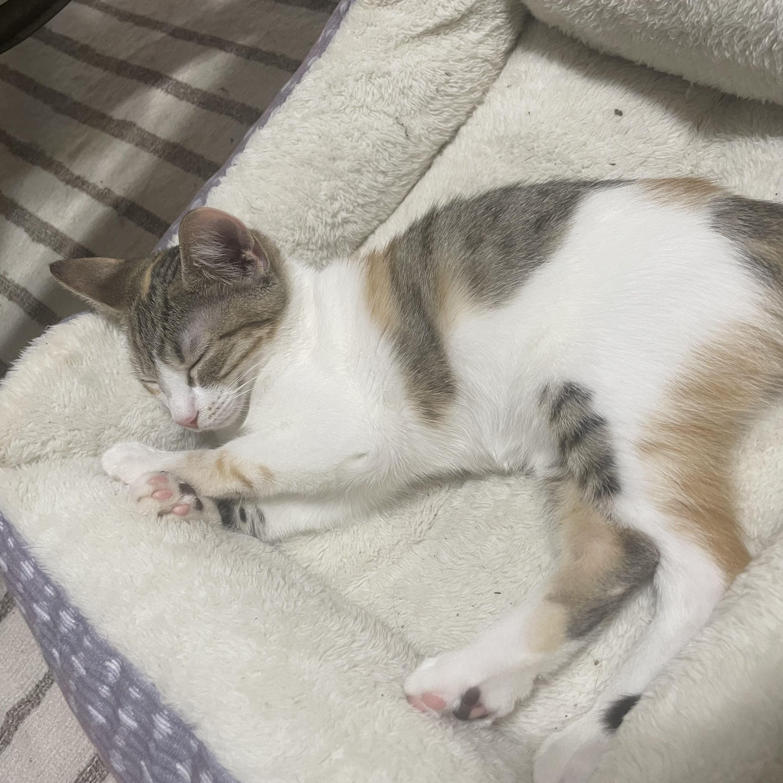 Enlarge Jackie Treehorn, a Adoptable Domestic Short Hair in Bryan, TX image 3/6