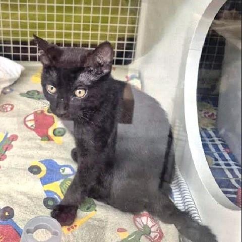 Brody, Adoptable, Kitten Male Domestic Short Hair.