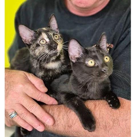 Enlarge Brody, a Adoptable Domestic Short Hair in Salt Lake City, UT image 3/3
