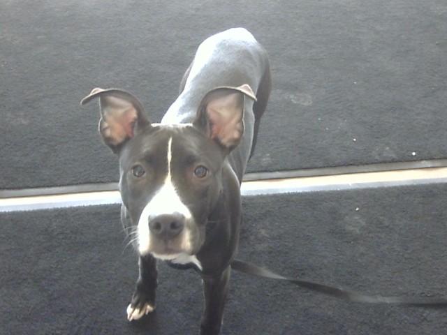 Enlarge GINNY, a Adoptable Pit Bull Terrier in Toledo, OH image 1/1