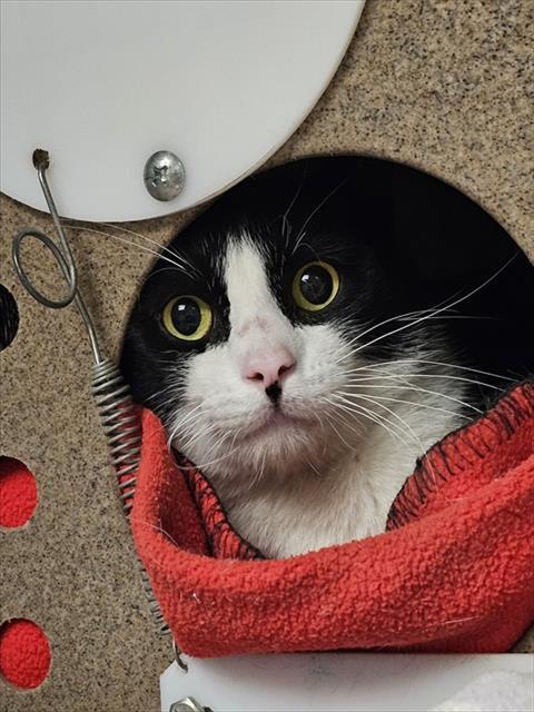 Enlarge FESTUS, a Adoptable Domestic Short Hair in Clyde, NC image 1/1