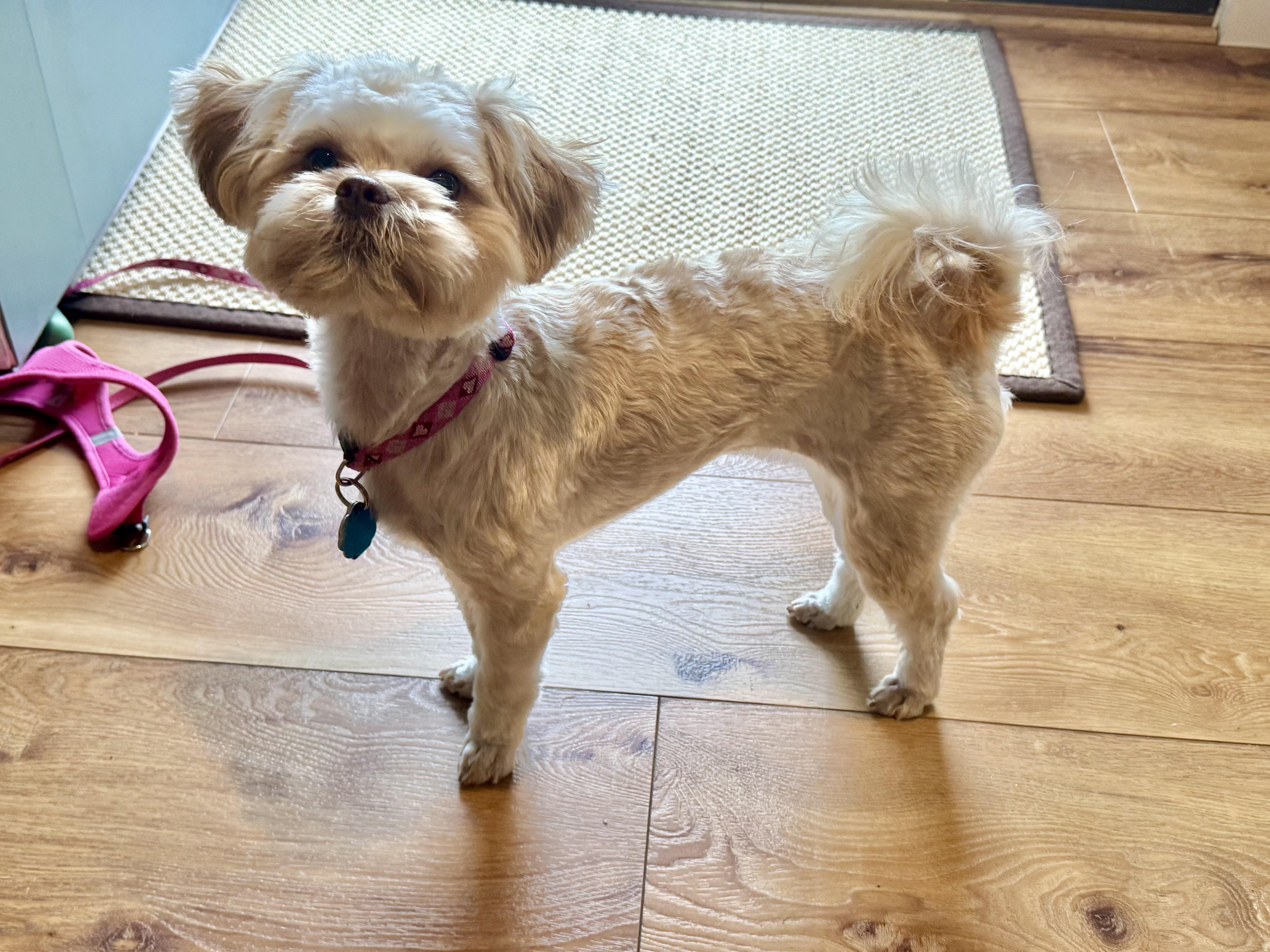 Enlarge Coco - Adopted, a Adoptable mixed breed in Higganum, CT image 2/5
