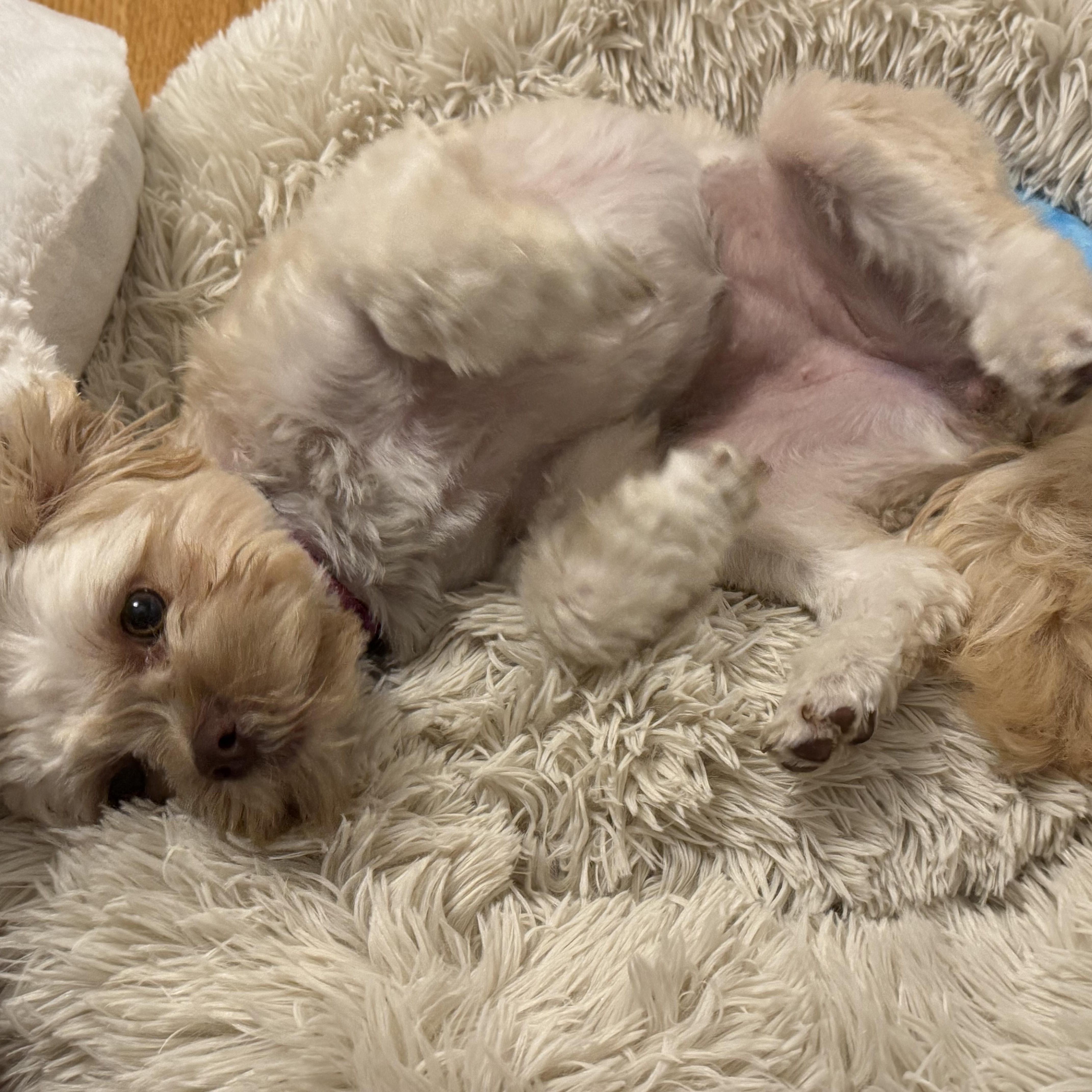 Enlarge Coco - Adopted, a Adoptable mixed breed in Higganum, CT image 4/5