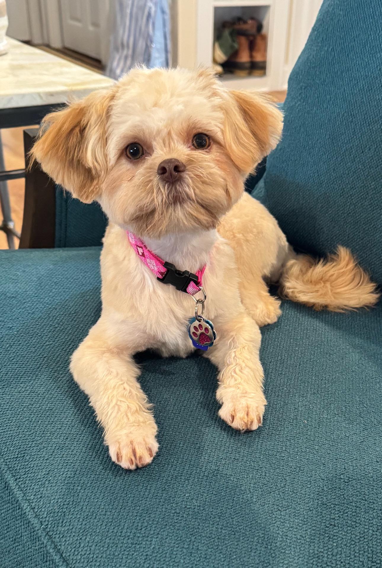 Coco - Adopted, Adoptable, Puppy Female Shih Tzu & Pekingese.
