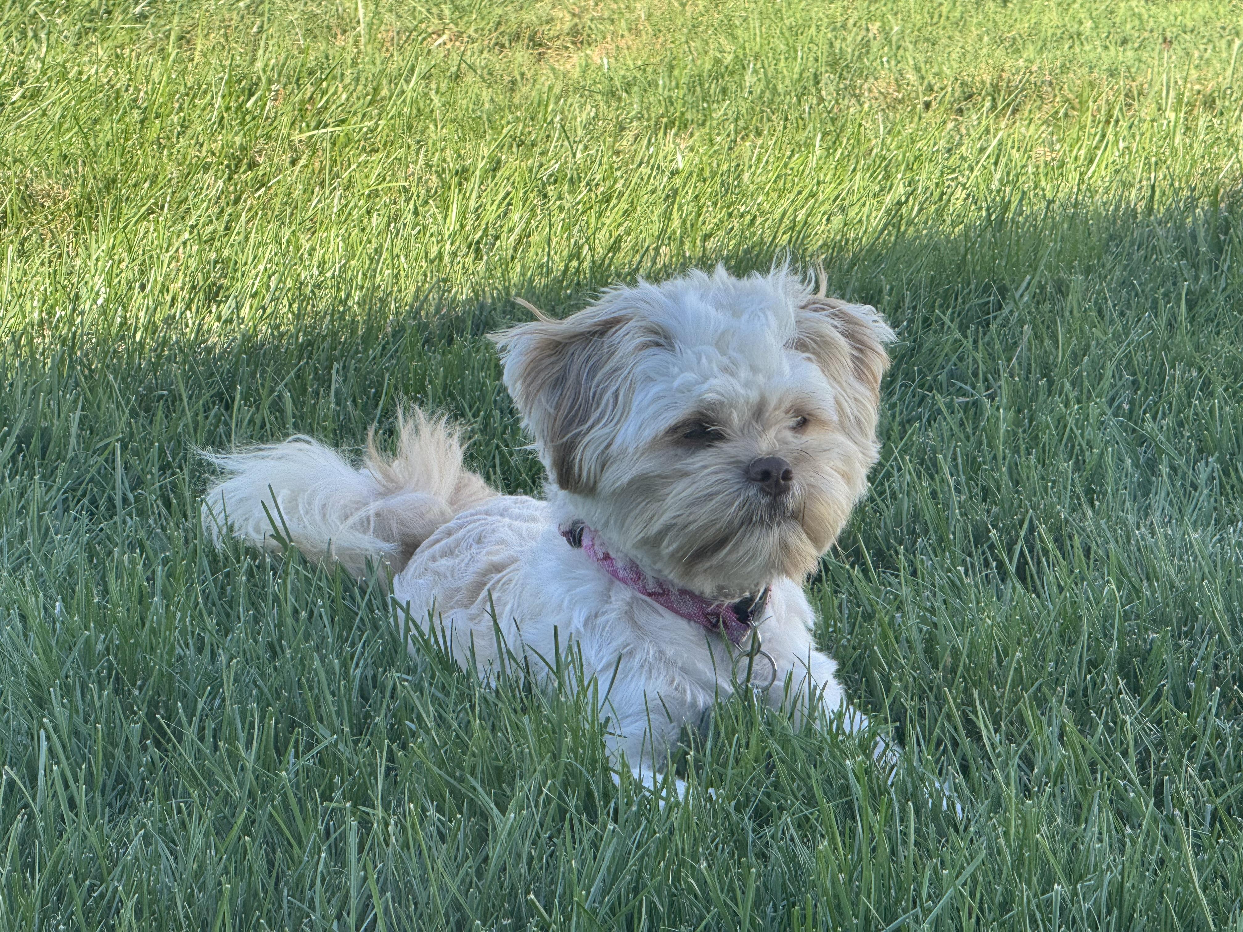 Enlarge Coco - Adopted, a Adoptable mixed breed in Higganum, CT image 3/5