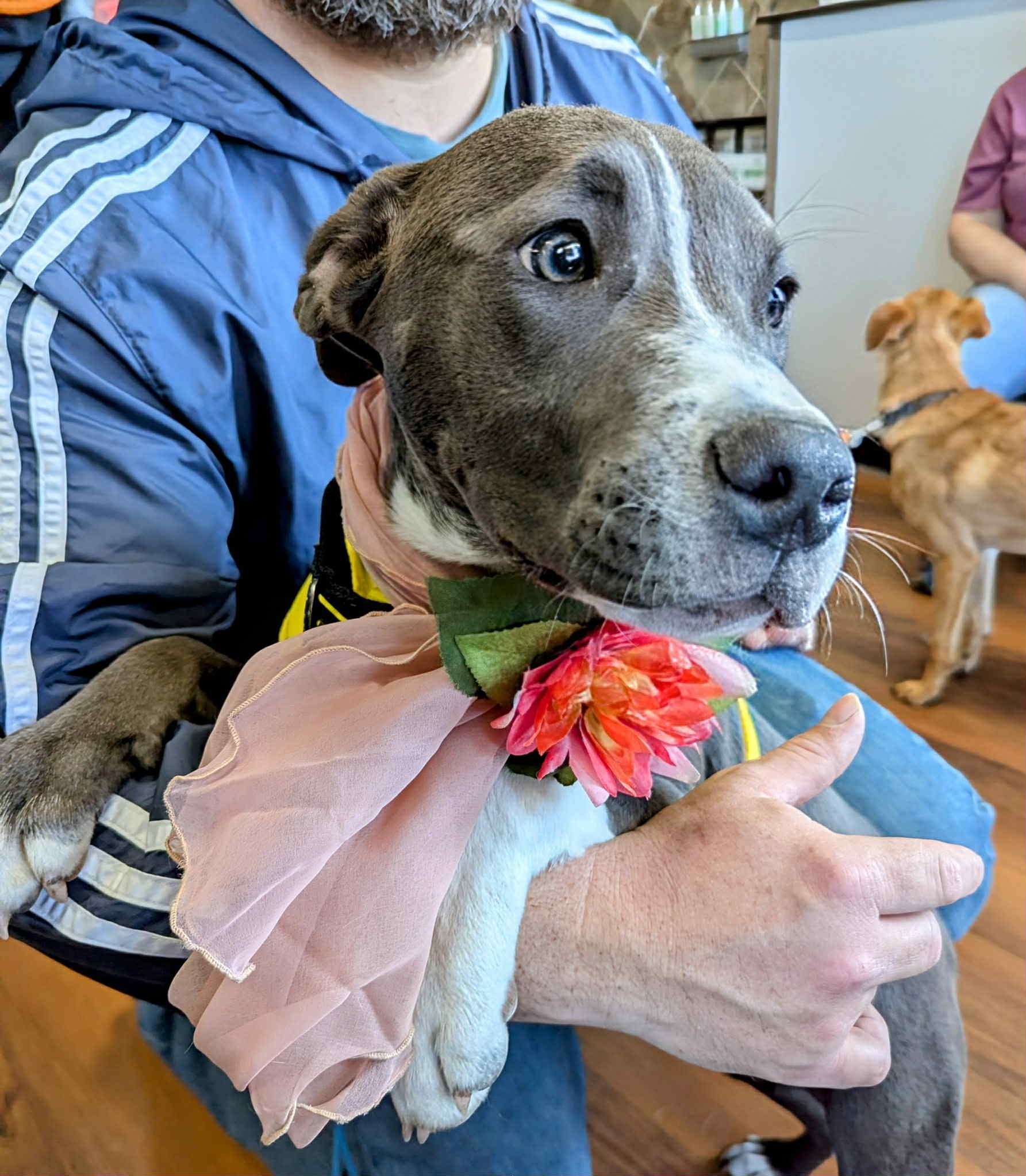 Angel, Adoptable, Puppy Female Pit Bull Terrier.