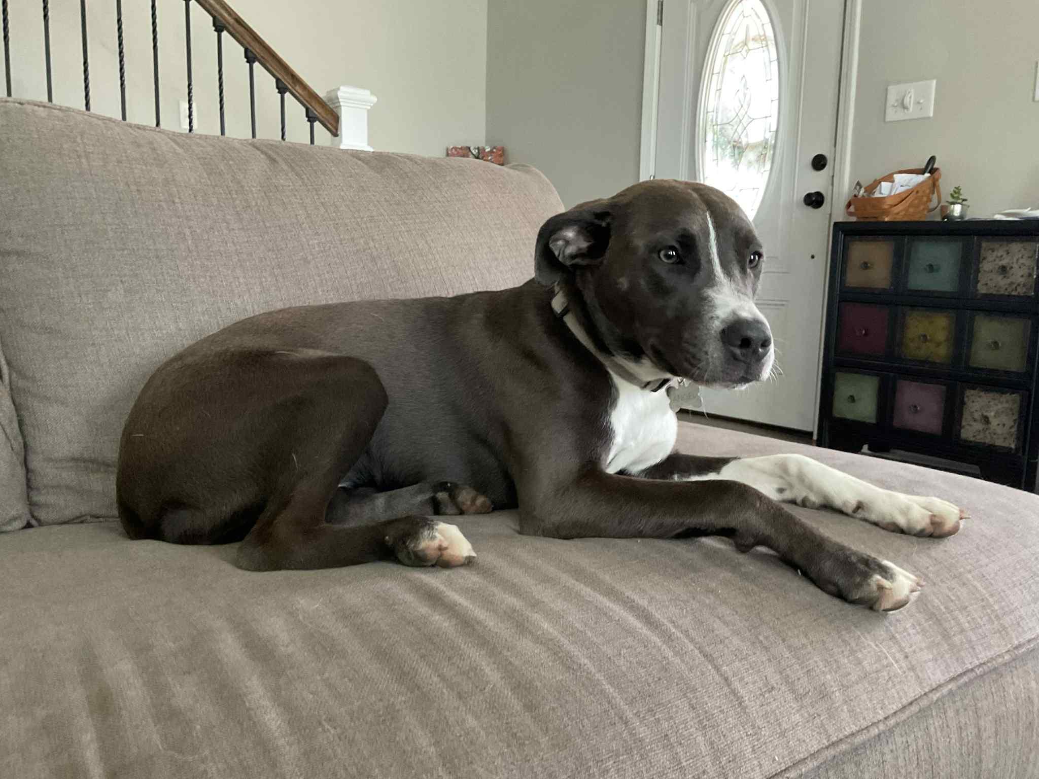 Enlarge Angel, a Adoptable mixed breed in Roachdale, IN image 2/6