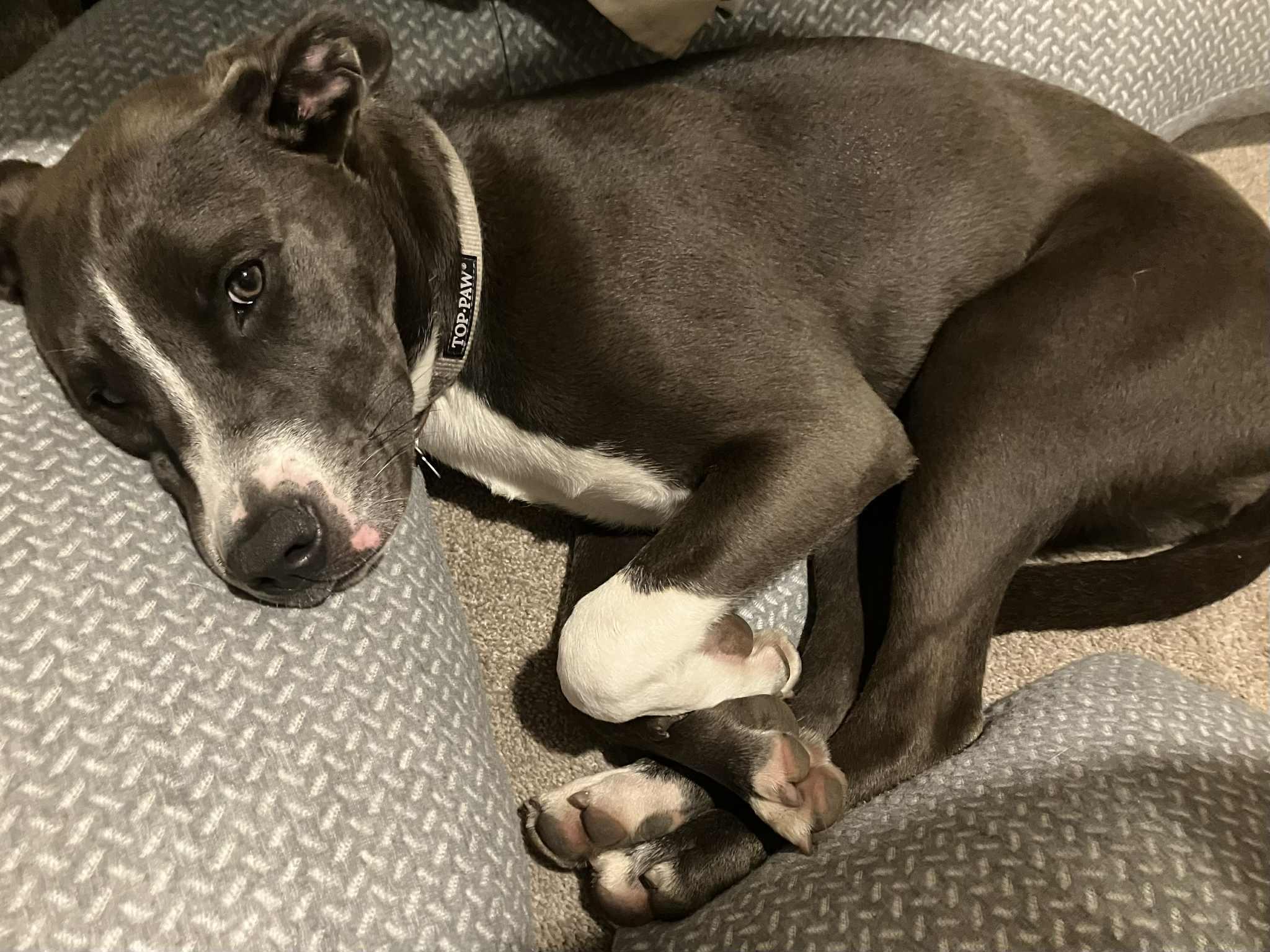 Enlarge Angel, a Adoptable mixed breed in Roachdale, IN image 3/6