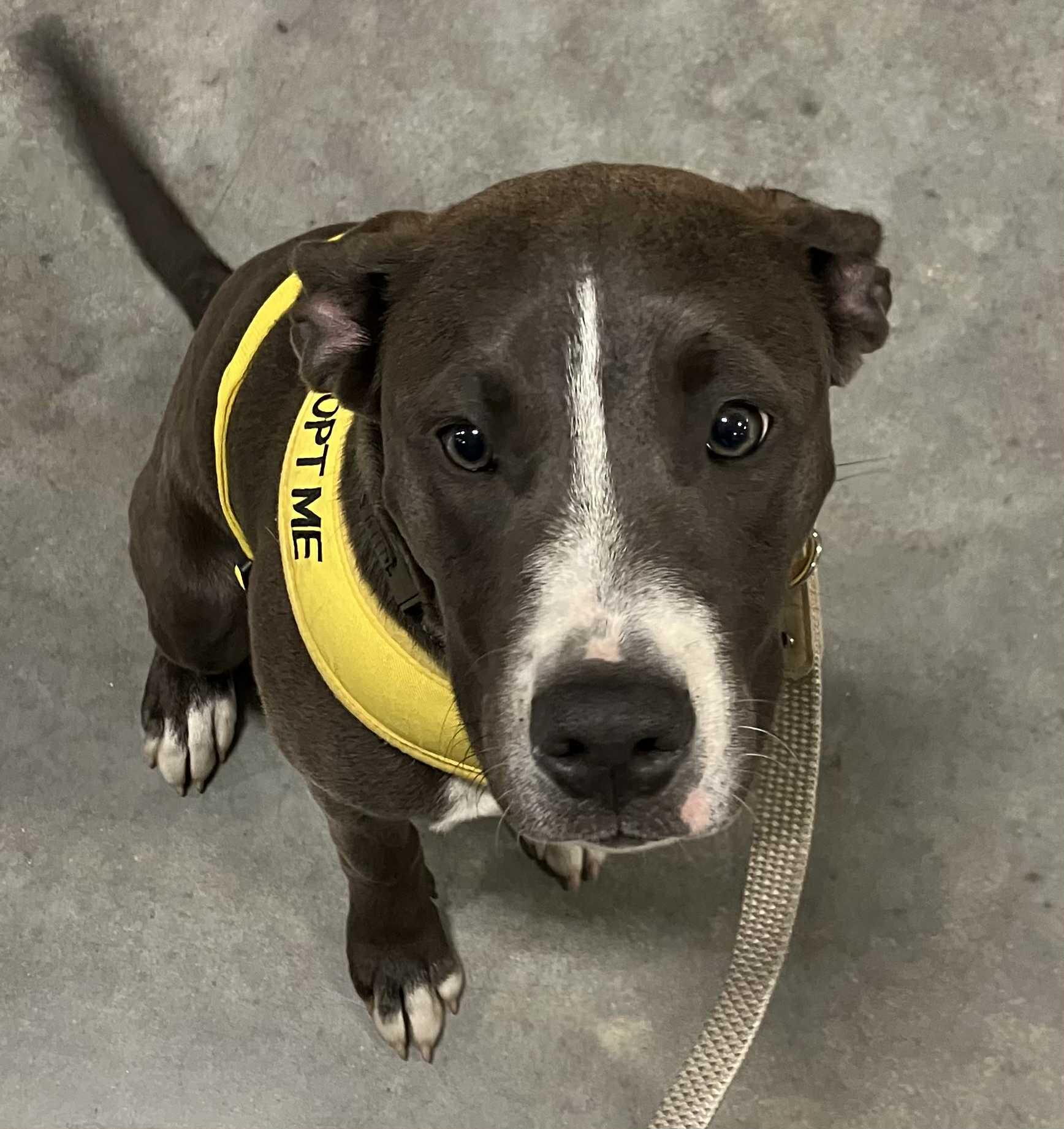 Enlarge Angel, a Adoptable mixed breed in Roachdale, IN image 4/6