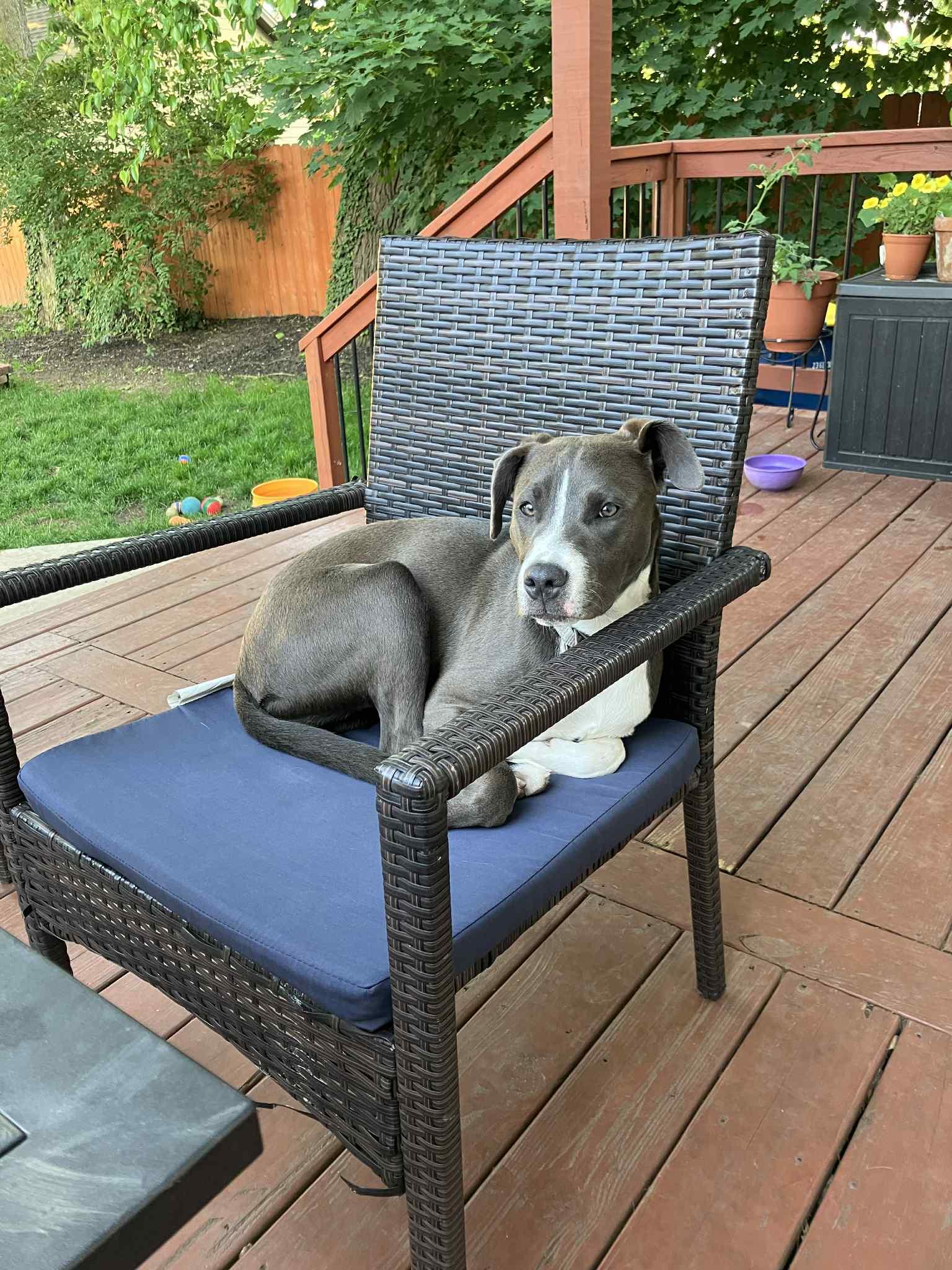 Enlarge Angel, a Adoptable mixed breed in Roachdale, IN image 5/6