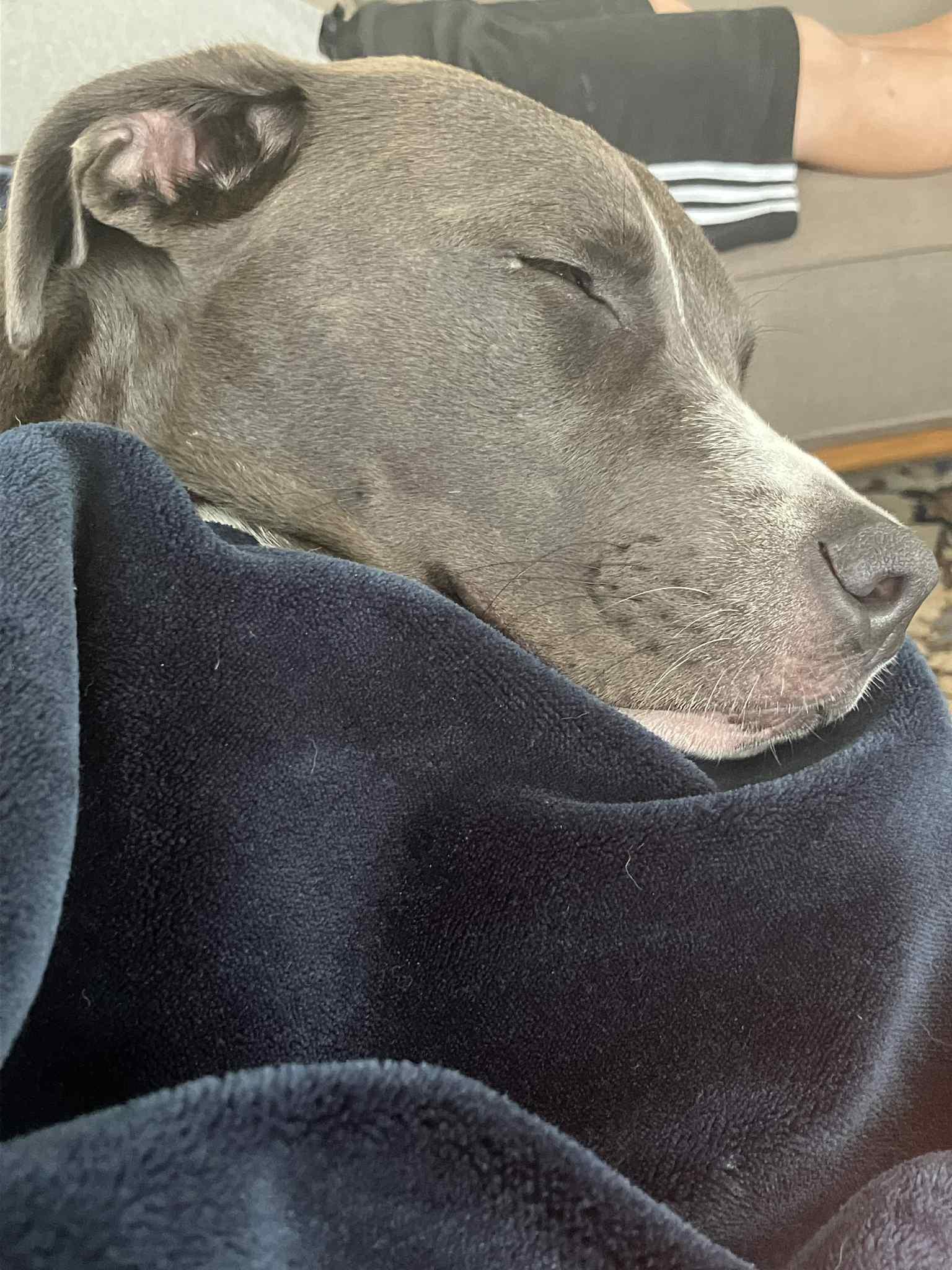 Enlarge Angel, a Adoptable mixed breed in Roachdale, IN image 6/6