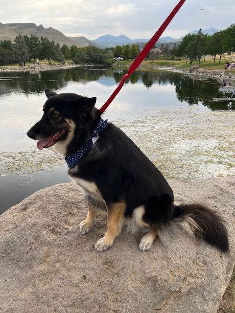 Enlarge Boggle, a Adopted German Shepherd Dog in Salt Lake City, UT image 1/3