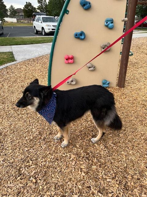 Enlarge Boggle, a Adopted German Shepherd Dog in Salt Lake City, UT image 2/3