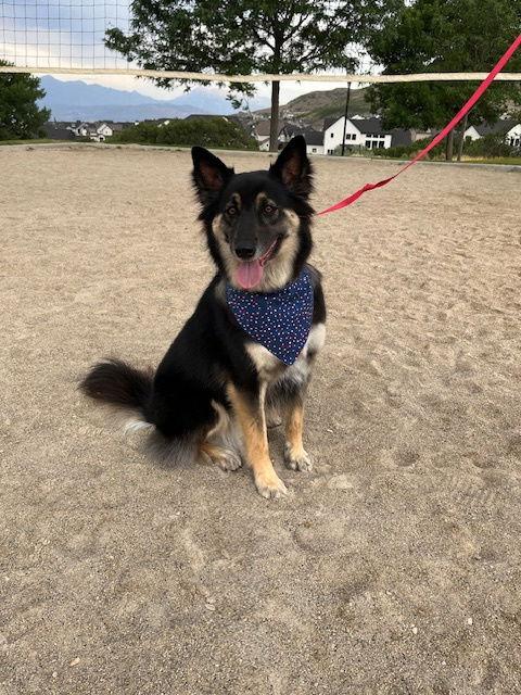 Enlarge Boggle, a Adopted German Shepherd Dog in Salt Lake City, UT image 3/3