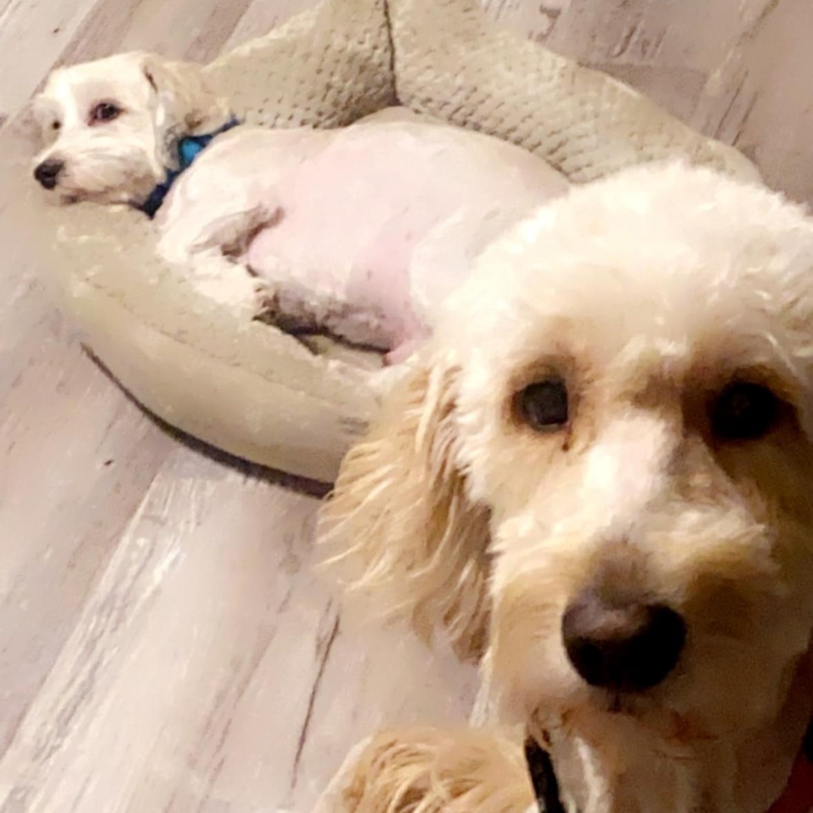 Daisy And Milo thumbnail 2