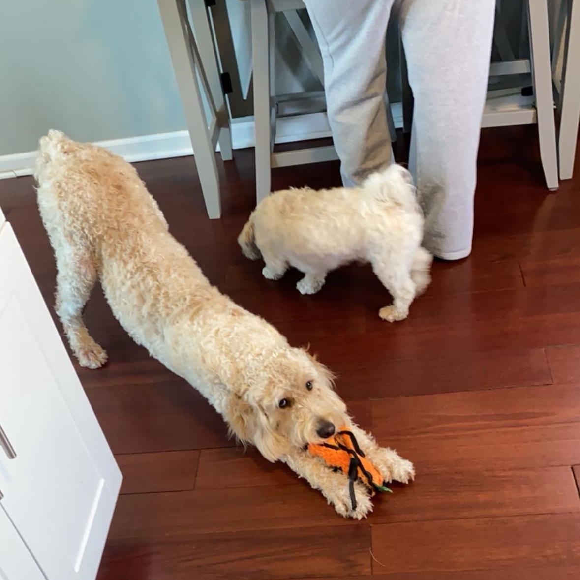 Daisy and Milo, a ADOPTABLE Goldendoodle in Mount Prospect, IL image 3/6