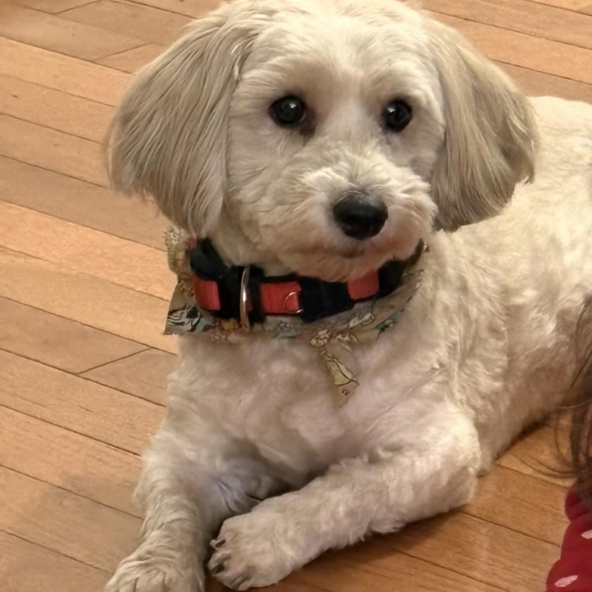 Daisy and Milo, a ADOPTABLE Goldendoodle in Mount Prospect, IL image 5/6