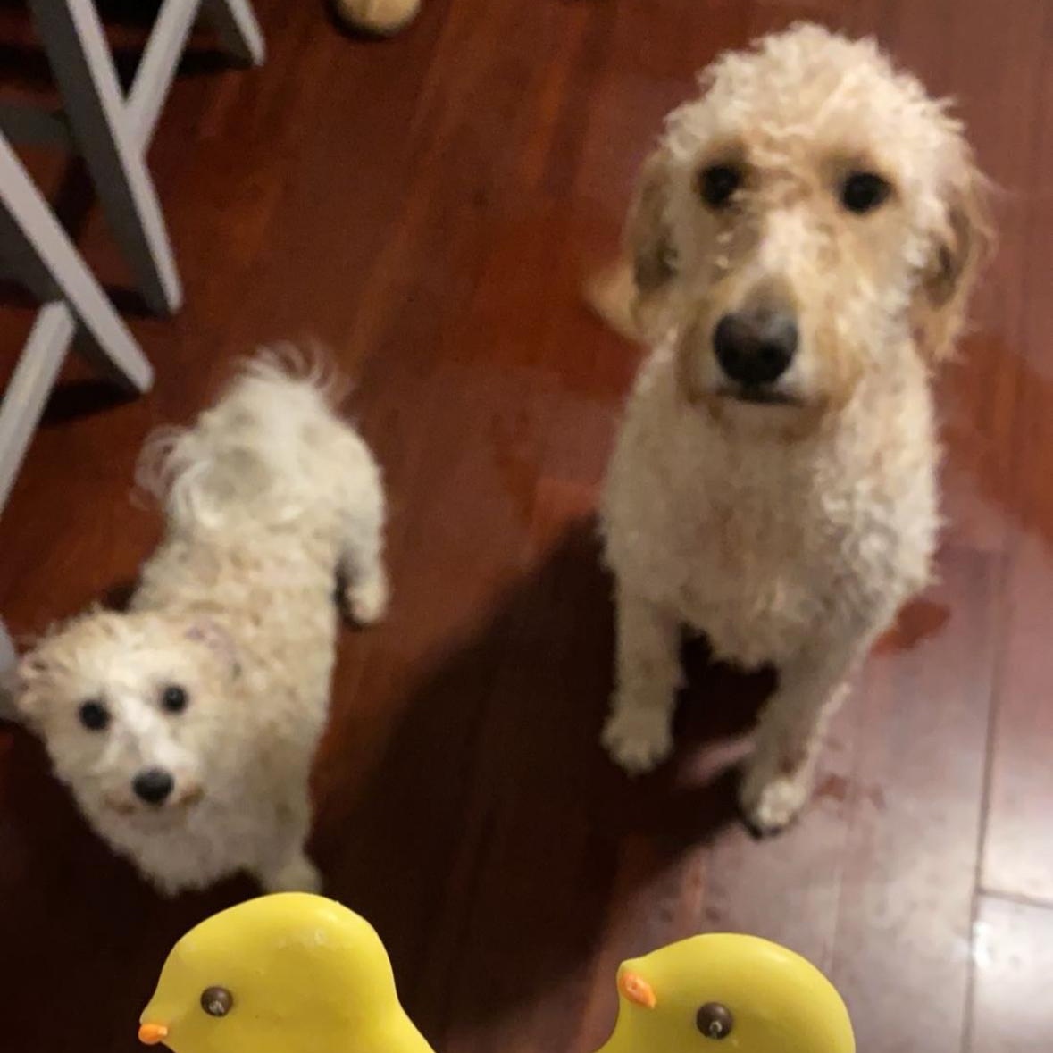 Daisy and Milo, a ADOPTABLE Goldendoodle in Mount Prospect, IL image 1/6