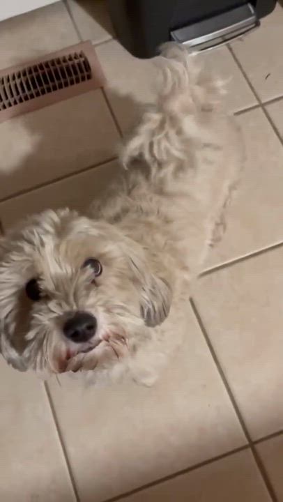 Enlarge Daisy and Milo, a ADOPTABLE Goldendoodle in Mount Prospect, IL video 6/6