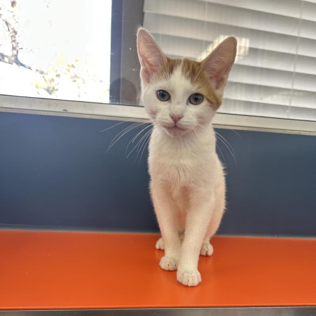 Matt, Adoptable, Kitten Male Domestic Short Hair.