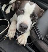 Cornelius, sweet, affectionate, calm, older boy, great family pet !