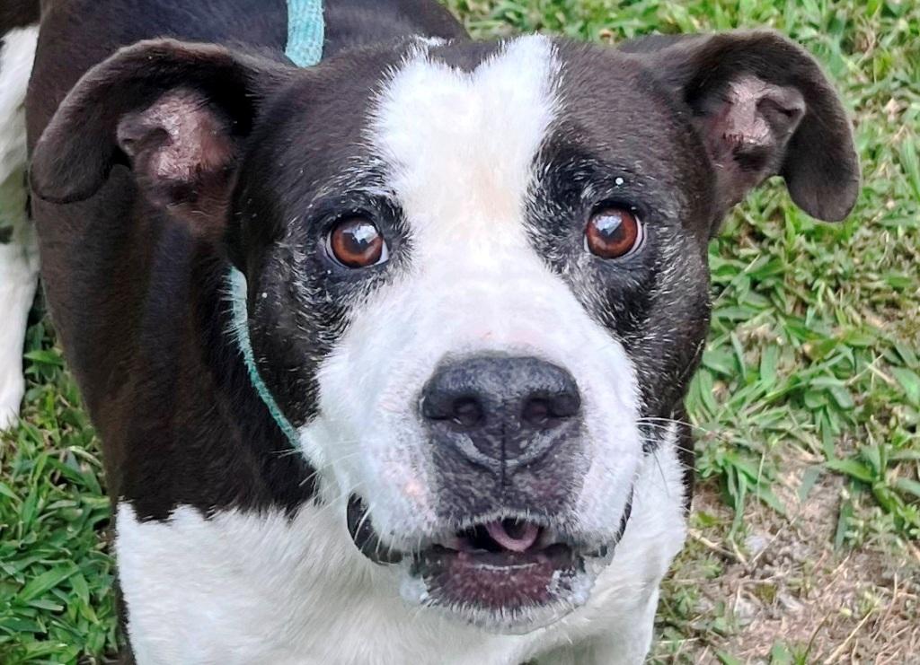 Cornelius, sweet, affectionate, calm, older boy, great family pet !