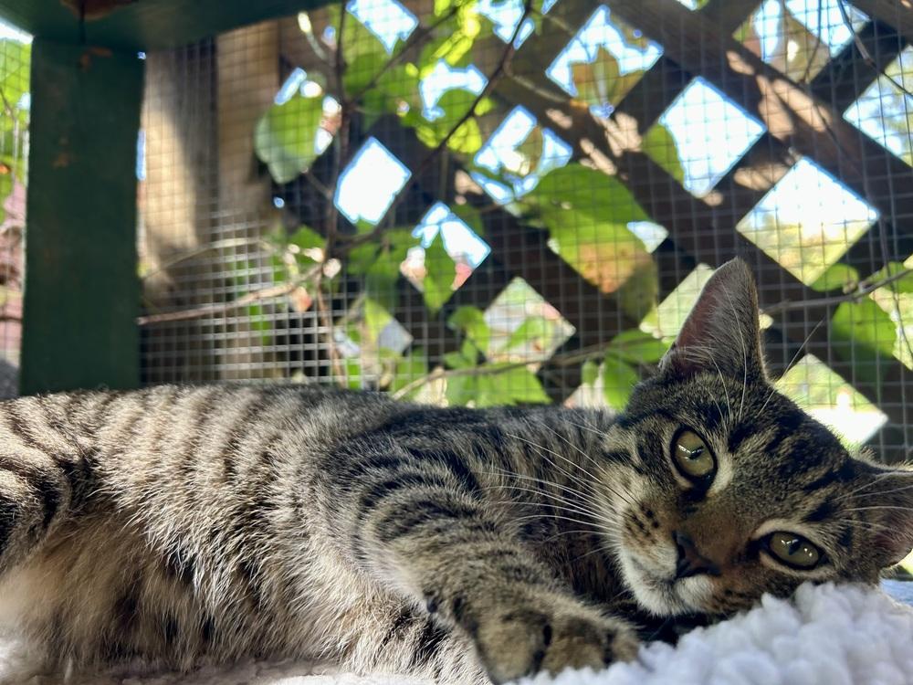 Enlarge Bramble, a Adoptable mixed breed in Franklin, WV image 4/6