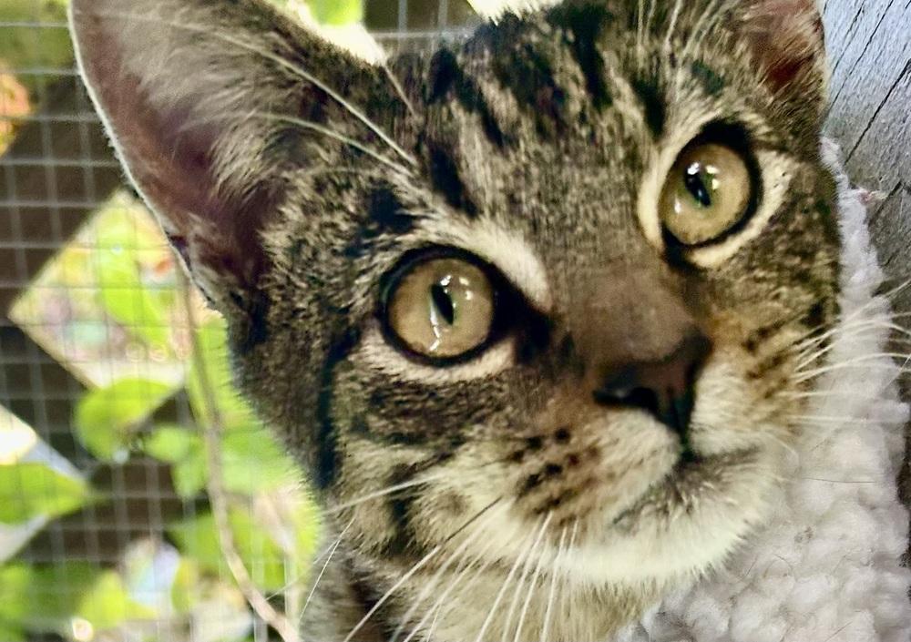 Enlarge Bramble, a Adoptable mixed breed in Franklin, WV image 5/6