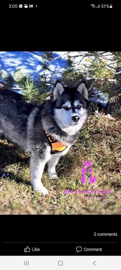 Bianca, a Adoptable Alaskan Malamute in St. James, MO image 2/4