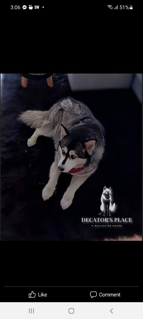 Bianca, a Adoptable Alaskan Malamute in St. James, MO image 3/4