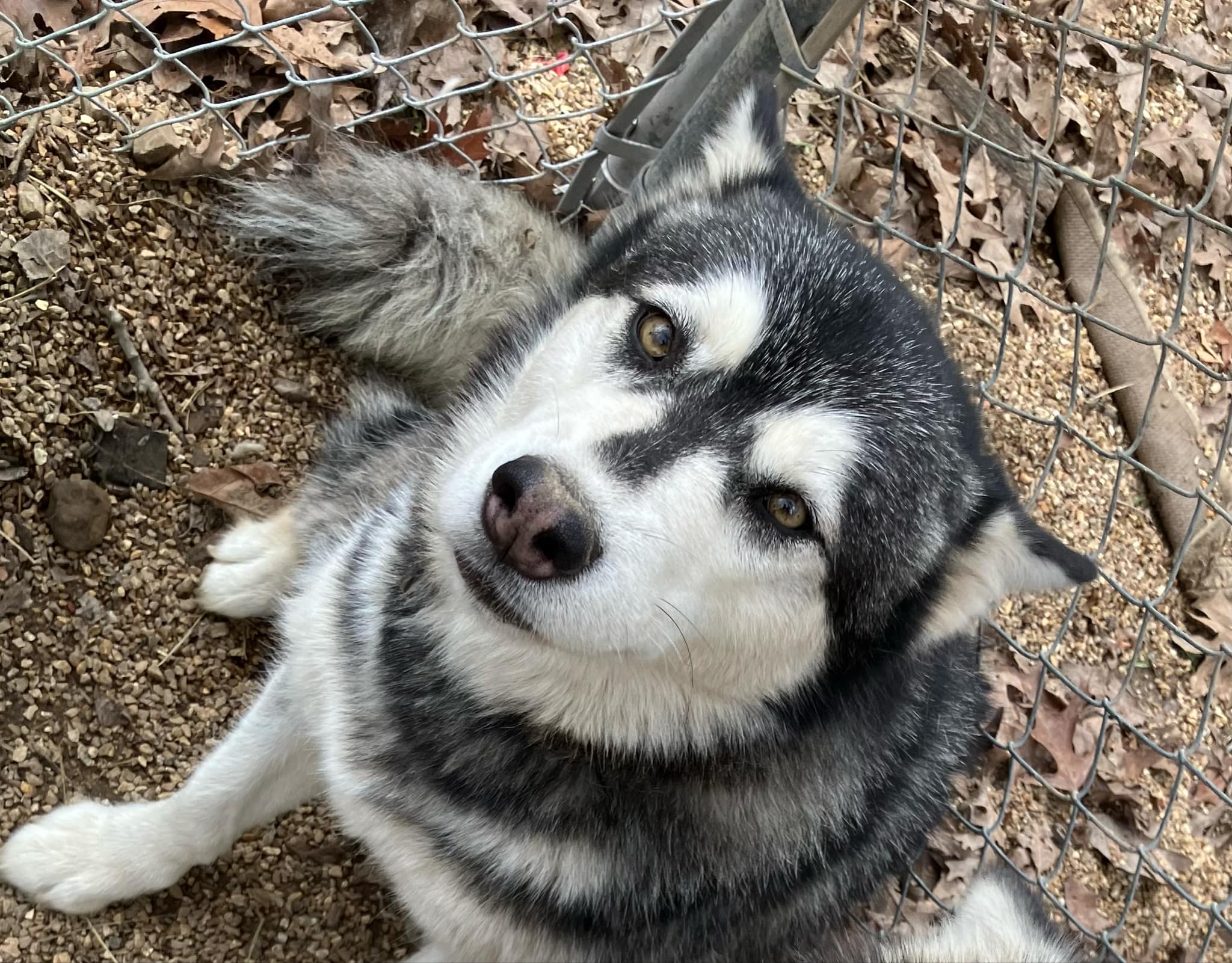 Bianca, Adult Female Alaskan Malamute