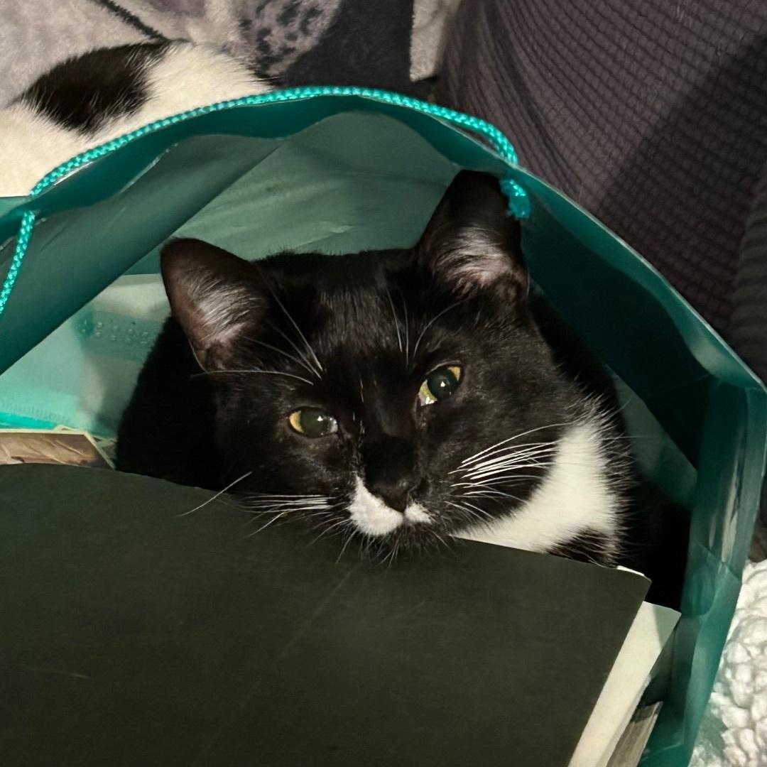 Jeanie, a Adoptable mixed breed in Pittstown, NJ image 3/6