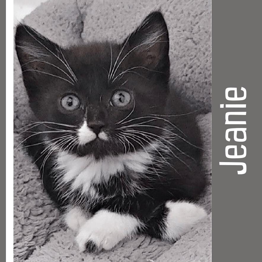 Jeanie, a Adoptable mixed breed in Pittstown, NJ image 4/6