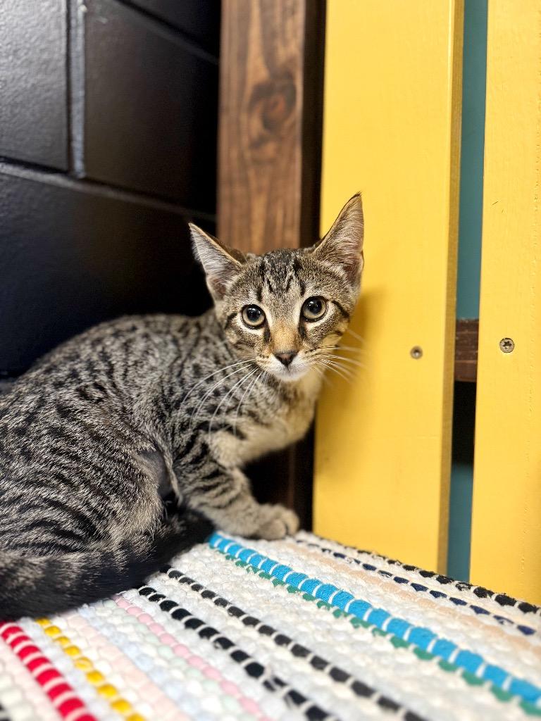 T-Bone, a Adoptable mixed breed in Effingham, IL image 2/6