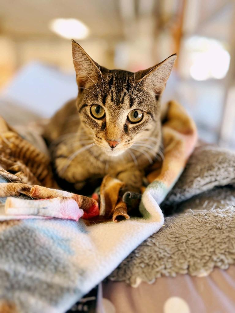 T-Bone, Adoptable, Young Female Domestic Short Hair.