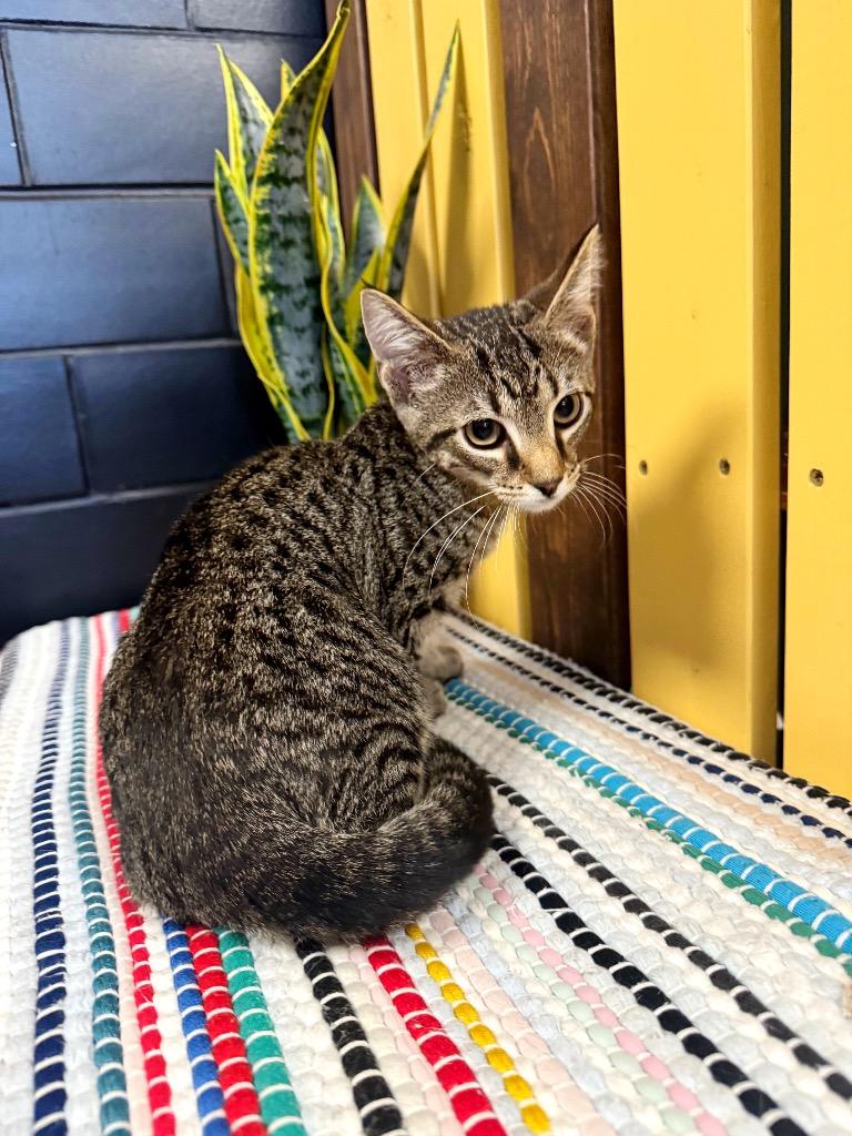 T-Bone, a Adoptable mixed breed in Effingham, IL image 3/6